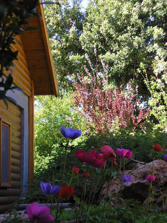Nofesh Ne'Eman Villa Amirim Dış mekan fotoğraf
